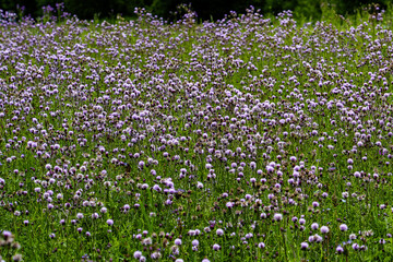 Fototapeta premium field of daisies