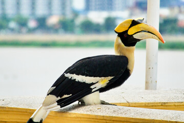 Meeting with the Great Hornbill: Icon of Phnom Penh