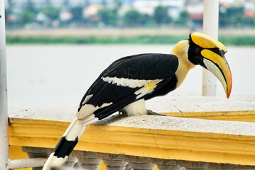Meeting with the Great Hornbill: Icon of Phnom Penh