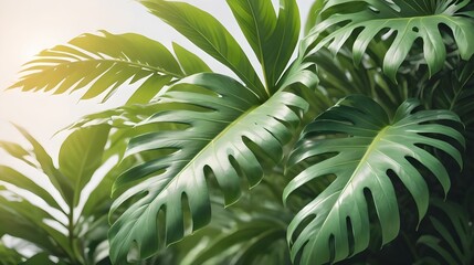 Tropical green leaves against a sunny background create a minimalist summer theme with a frame perfect for copying space images.