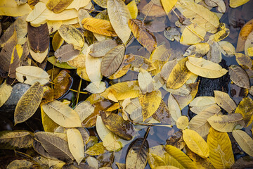 Bright yellow fallen autumn leaves in clear water close up. Yellow-brown autumn natural background