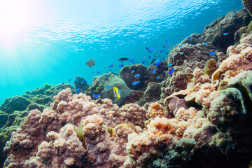 素晴らしいサンゴ礁の美しいイッテンチョウチョウウオ（チョウチョウウオ科）、ソラスズメダイ（スズメダイ科）他の群れ。

東京都伊豆諸島式根島-2020年10月4日

A school of the Beautiful Teardrop butterflyfish (Chaetodon unimaculatus), Heavenly Damselfish (Pomacentrus coelestis)
