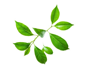 Flying green leaves isolated on transparent background.
