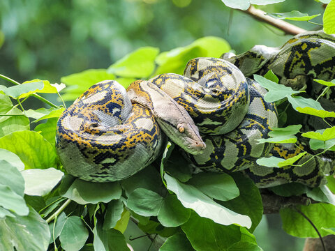 Python on a tree