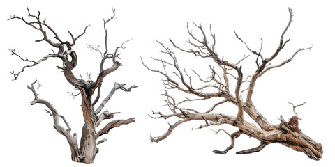 Fototapeta premium dry branch tree isolated on a transparent background