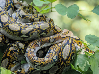close up of a python