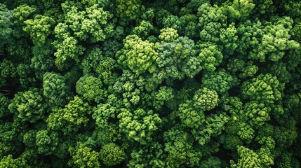 aerial top down view of a green forest drone view natural green background