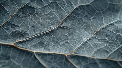 Obraz premium transparent skeleton leaves leaf texture close up skeleton leaf closeup