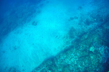 美しく大きなイシガキフグ（ハリセンボン科）。

東京都伊豆諸島式根島-2020年10月4日

The Beautiful Big Pacific Burrfish (Chilomycterus reticulatus).
