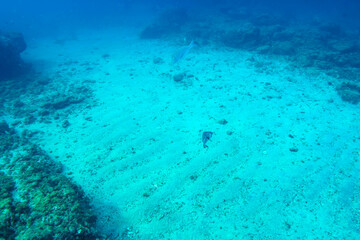 美しく大きなイシガキフグ（ハリセンボン科）。

東京都伊豆諸島式根島-2020年10月4日

The Beautiful Big Pacific Burrfish (Chilomycterus reticulatus).
