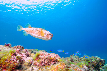 水面を漂う美しいハリセンボン（ハリセンボン科）。

東京都伊豆諸島式根島-2020年10月4日

The Beautiful Balloon Porcupinefish (Diodon holocanthus) drifting on the surface.
