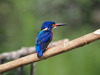 Fototapeta premium kingfisher on branch