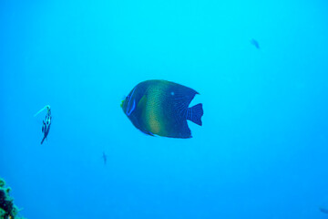 美しく大きなサザナミヤッコ（キンチャクダイ科）他。

東京都伊豆諸島式根島-2020年10月4日

The Beautiful and large Zebra angelfish (Pomacanthus semicirculatus) and others. 
