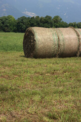 Green hay bales in rows in the mowed meadow against blue sky in the italian countryside on summer