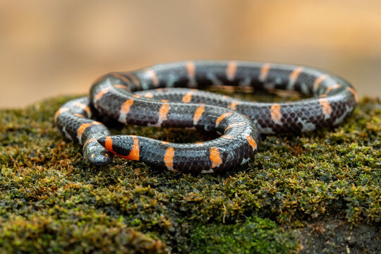 The Red-tailed Pipe Snake, Red Cylinder Snake, or Common Pipe Snake (Cylindrophis ruffus), is a non-venomous snake species native to Southeast Asia.