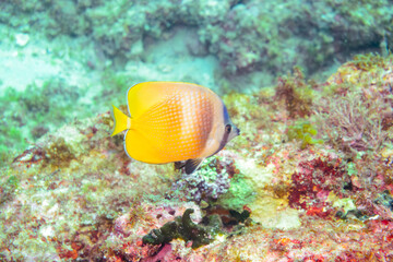 美しいミゾレチョウチョウウオ（チョウチョウウオ科）。

東京都伊豆諸島式根島-2020年10月4日

A beautiful sunburst butterflyfish (Chaetodon kleinii).
