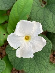 Obraz premium Flower | Coccinia grandis flower, Bryonia lacinosa flower white, flower white in Laos