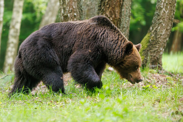 Brown bear- ursus arctos- walking through a meadow with a birch forest in the background. Wildlife scenery