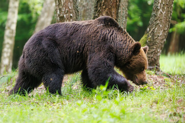 Fototapeta premium Brown bear- ursus arctos- walking through a meadow with a birch forest in the background. Wildlife scenery