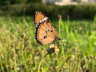 Butterfly_Orange butterfly perched on a flower in the evening There is a natural background, insect, image, butterfly