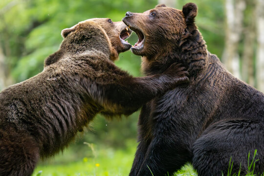 Brown bears fighting in the forest