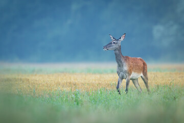 Red deer (Cervus elaphus) standing alert in green forest clearing, soft spring light, detailed fur, natural habitat, peaceful wildlife scene, grazing, vertical composition, blurred background.