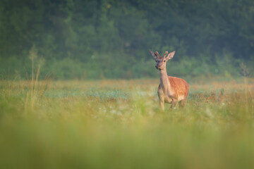 Red deer (Cervus elaphus) standing alert in green forest clearing, soft spring light, detailed fur, natural habitat, peaceful wildlife scene, grazing, vertical composition, blurred background.