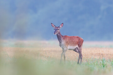 Red deer (Cervus elaphus) standing alert in green forest clearing, soft spring light, detailed fur, natural habitat, peaceful wildlife scene, grazing, vertical composition, blurred background.
