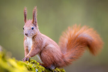 Red squirrel, Sciurus vulgaris, Cute arboreal, omnivorous rodent . Portrait of eurasian squirrel in...