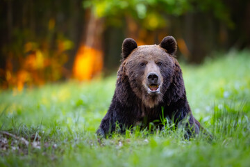A brown bear - ursus arctos sits on a meadow, with a birch forest in the background. Wildlife...