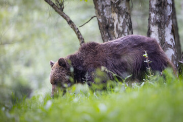 Brown bear- ursus arctos- walking through a meadow with a birch forest in the background. Wildlife...