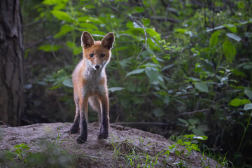 Red fox (vulpes vulpes) cub in nature