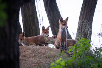 Red fox (vulpes vulpes) cub in nature