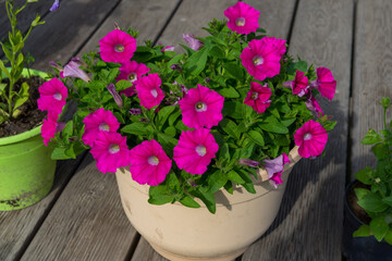 Pink petunia flowers in a pot on a wooden flooring