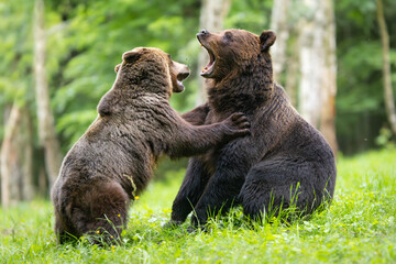 Brown bears fighting in the forest