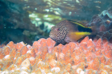 素晴らしいサンゴ礁の大きなホシゴンベ（ゴンベ科）他。

東京都伊豆諸島式根島-2020年10月3日

The large Blackside hawkfish (Paracirrhites forsteri) and others in Wonderful coral reefs.
