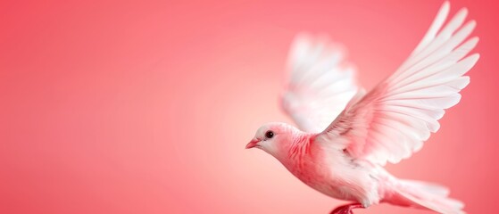 Obraz premium A pink and white bird flies in the air, its wings spread widely