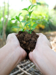 hand young woman holding young plant with sunlight on green nature background. concept eco earth day, Growing concept eco