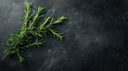 Rosemary placed on dark table with empty space Rich in antioxidants and anti inflammatory properties herb theme
