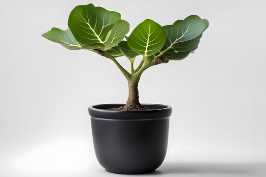 Bengal fig plant in white pot white background, AI Generated