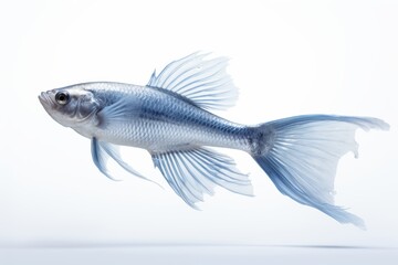 Fototapeta premium blue fish with flowing fins swims gracefully against a white background, highlighting its delicate and intricate features in a minimalist style