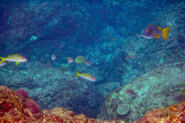 アジアコショウダイ（イサキ科）、フエダイ（フエダイ科）、アカヒメジ、ホウライヒメジ（ヒメジ科）他群れ
伊豆諸島式根島-2020年10月
Spotted sweetlips (Plectorhinchus picus)
Blue-Spotted Sea Perch (Lutjanus stellatus)
Yellowfin goatfish (Mulloidichthys vanicolensis