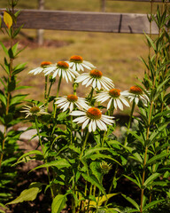 Kwiaty ogrodowe Echinacea © Pavlo