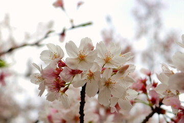 日本の桜