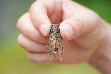 ヒグラシを捕まえた手元