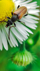 Close-up of beetle. The pest control in the garden. Insects, a little insect.