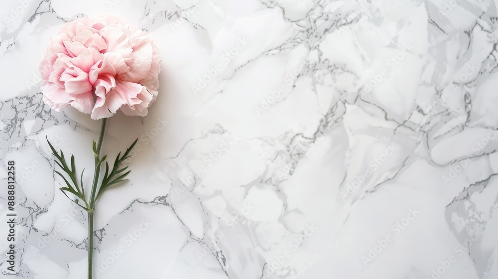 Canvas Prints Elegant pink carnation on white marble Mother s Day gift concept from above