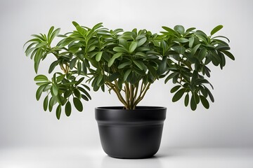 Fototapeta premium Dwarf umbrella plant in white pot white background, AI Generated