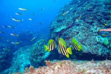 大きく美しいテングダイ（カワビシャ科）、タカベ（タカベ科）他の群れ。

東京都伊豆諸島式根島-2020年10月

A school of large, beautiful Banded boarhead, Striped boarfish (Evistias acutirostris), Yellowstriped Butterfish (Labracoglossa argentiventris)