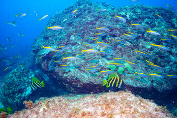 大きく美しいテングダイ（カワビシャ科）、タカベ（タカベ科）他の群れ。

東京都伊豆諸島式根島-2020年10月

A school of large, beautiful Banded boarhead, Striped boarfish (Evistias acutirostris), Yellowstriped Butterfish (Labracoglossa argentiventris)